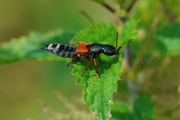 Primer Plano Del Escarabajo Rove Sobre Una Hoja Verde Naturaleza — Foto de Stock