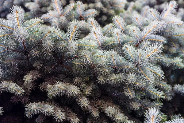 은으로 가문비나무가 옹기종기 — 스톡 사진