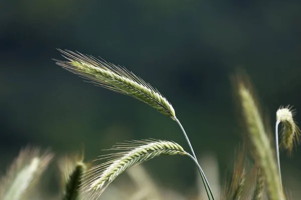 Focus Selettivo Spighe Grano Verde Giovane Sul Campo — Foto Stock