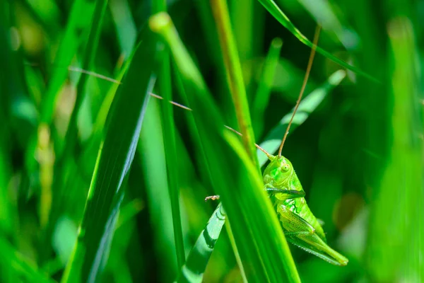 Nahaufnahme Einer Heuschrecke Auf Grünen Pflanzen — Stockfoto