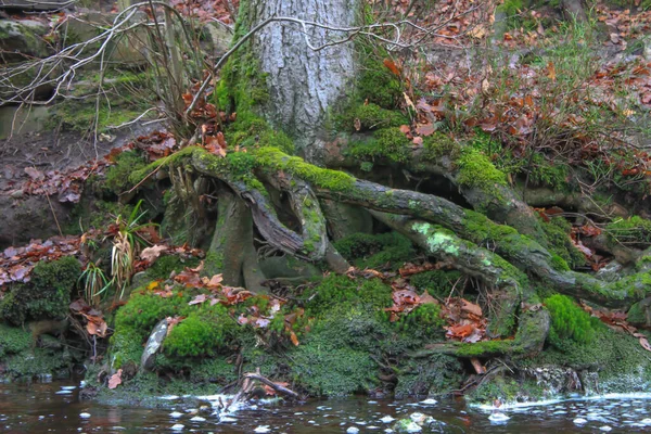 Las Raíces Musgosas Del Árbol Junto Río Bosque — Foto de Stock