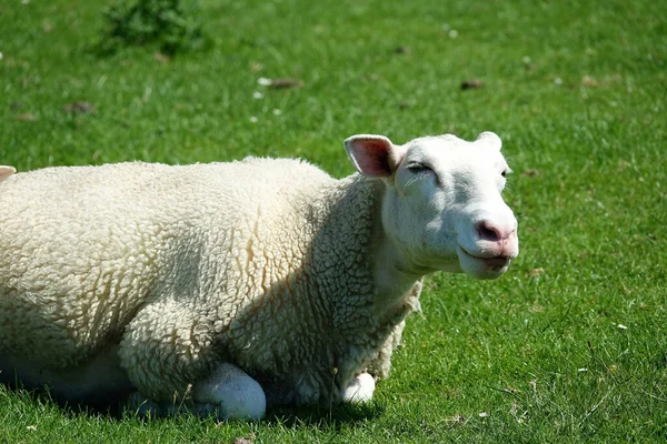 Die Schafe Auf Einem Deich Der Nordsee — Stockfoto