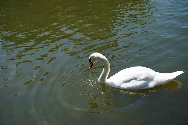Tiro Close Cisne Branco Adorável Nadando Água Ondulada — Fotografia de Stock