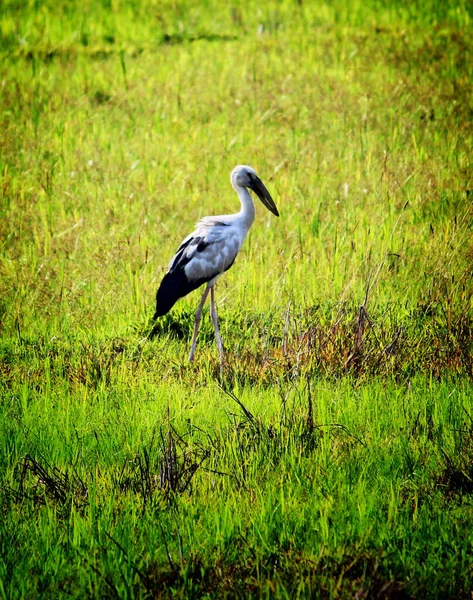 Vertical Shot Stork Walks Field — Zdjęcie stockowe