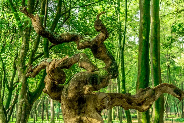 Uma Vista Hipnotizante Uma Enorme Sombra Árvore Multi Brunches Com — Fotografia de Stock