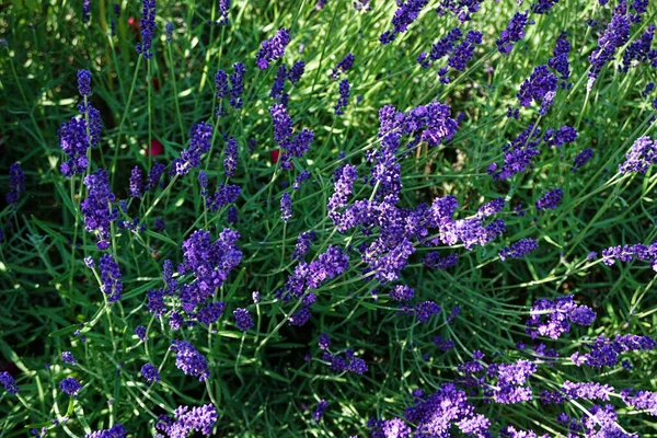 Primer Plano Flores Lavanda Creciendo Campo — Foto de Stock