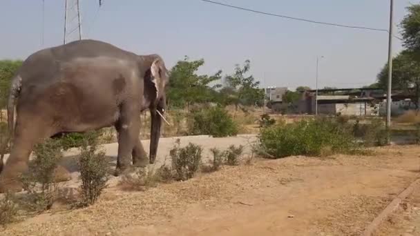 Elefante Africano Sabana Kenya — Vídeos de Stock