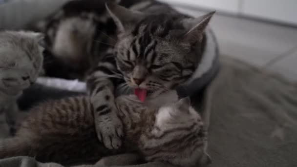 Кіт Лежить Підлозі — стокове відео