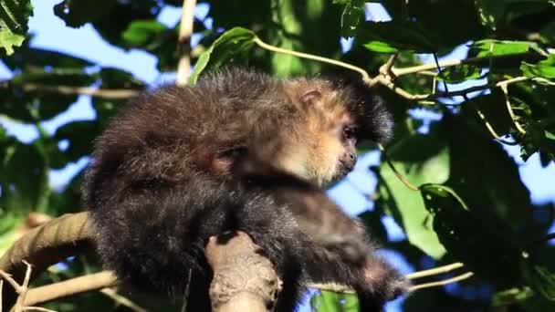 Detailní Záběr Roztomilé Koala Lese — Stock video