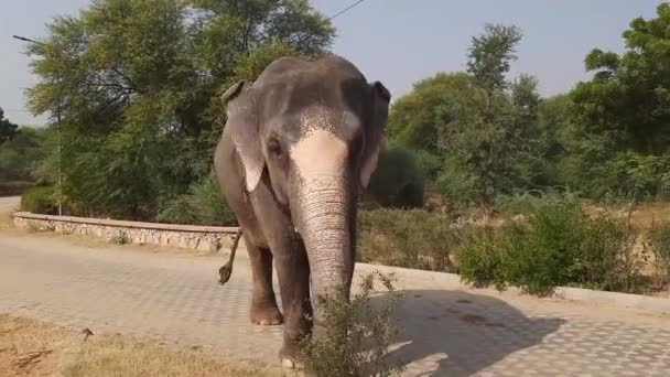 Elefante Zoológico — Vídeos de Stock