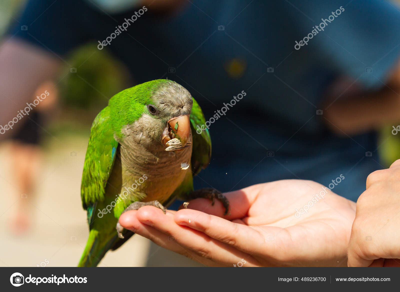 Cute Myiopsitta Monachus Argentine Parakeet Eating Pipes Hand