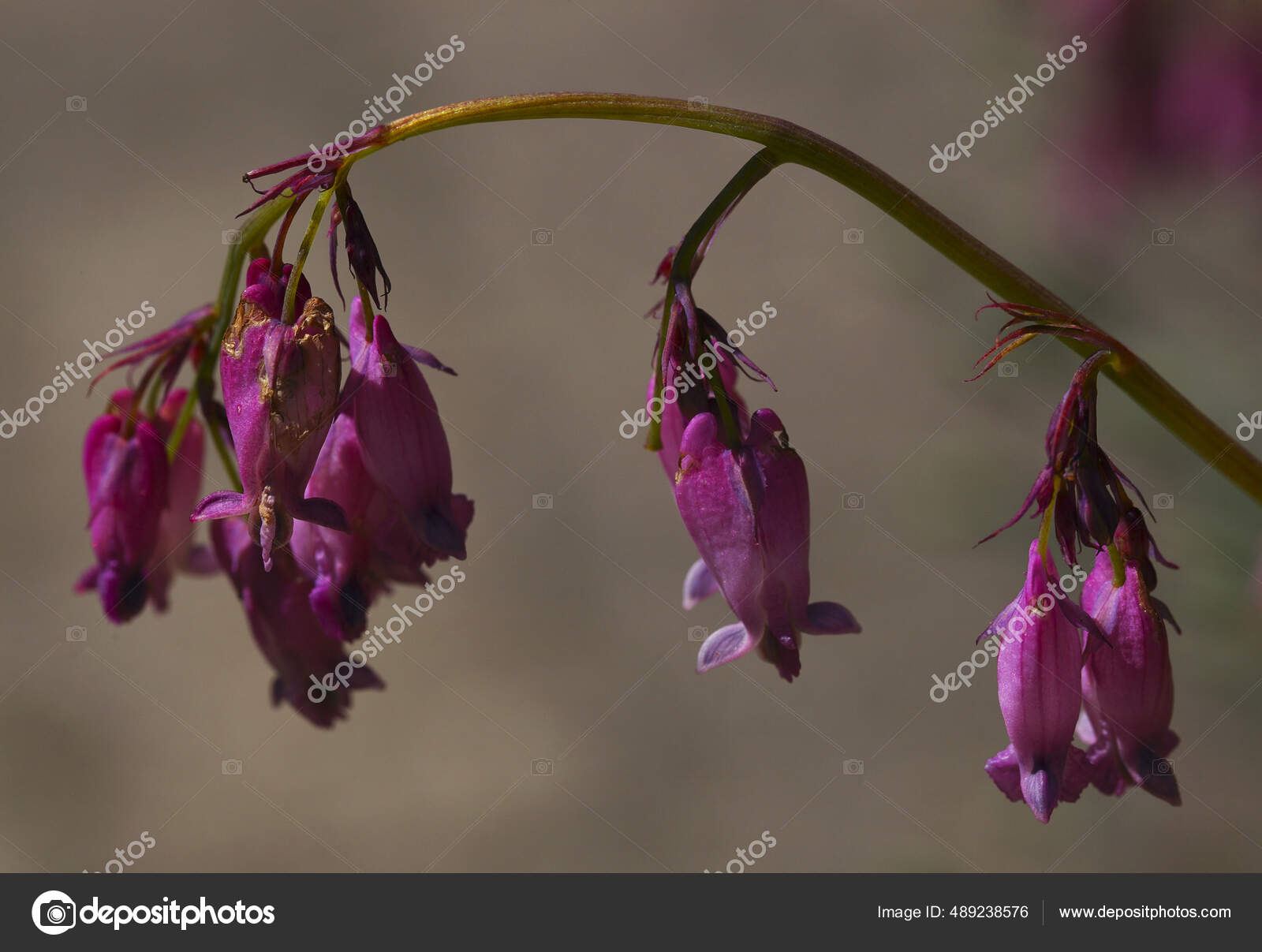 双子叶一种双子叶植物背景模糊花朵干枯 图库照片 C Wirestock