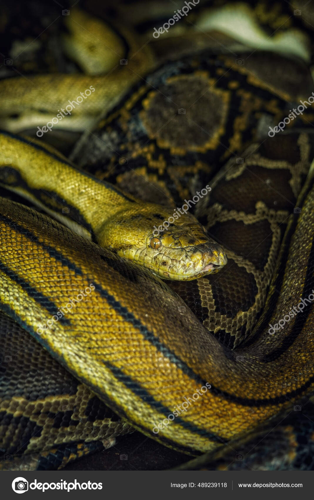 Uma Foto Close Uma Cabeça Cobra Python Reticulada Padrão Pele — Foto ©  Wirestock #489239118, image size:1068x1700