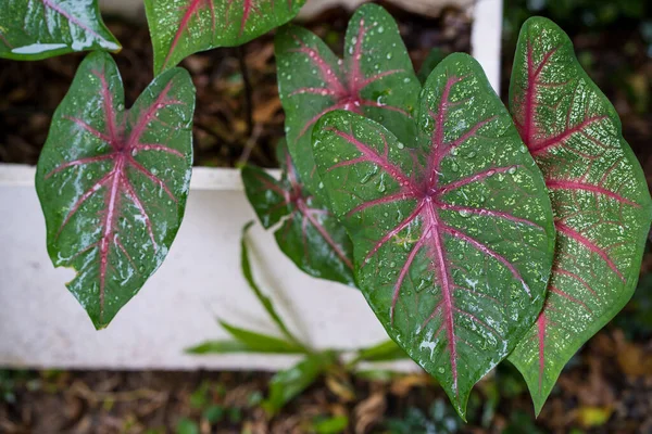 Sebuah Sudut Tinggi Ditembak Tetesan Air Pada Tanaman Pot Mekar — Stok Foto