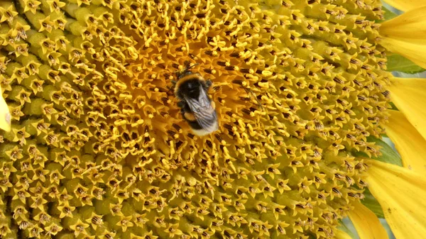 Eine Hummel Auf Gelber Sonnenblume — Stockfoto