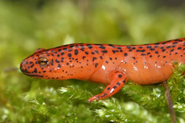 Вибірковий Фокус Зеленому Моху Червоної Саламандри Pseudotriton Rubker — стокове фото