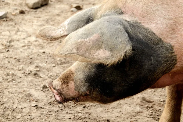 Eine Nahaufnahme Des Gesichts Eines Schweins Der Nähe — Stockfoto