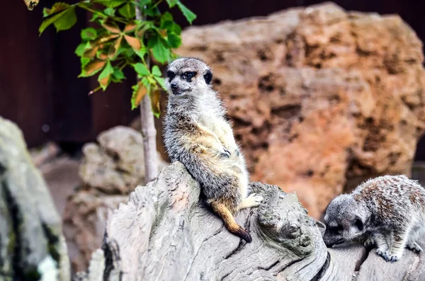 Два Сурикати Сидять Дереві Зоопарку — стокове фото