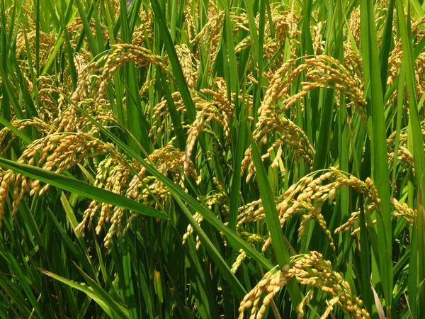 Güneşli Bir Günde Pirinç Tarlasına Yakın Çekim — Stok fotoğraf