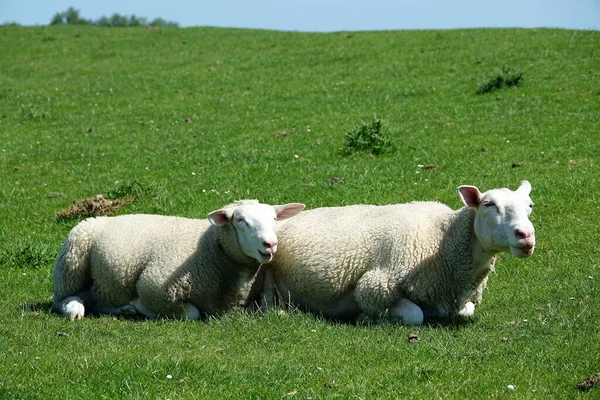 Closeup Two Sheep Resting Dike North Sea — 图库照片