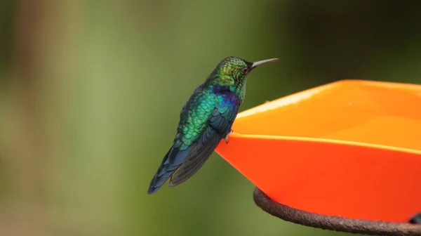 Eine Nahaufnahme Einer Grünen Gekrönten Waldnymphe Die Auf Einer Wasserschale — Stockfoto