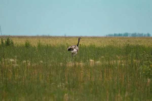 Ein Großes Rhea Tier Auf Dem Feld — Stockfoto