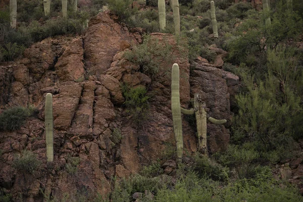 Tucson Estados Unidos Oct 2019 Paisaje Desértico Con Cactus Saguaro —  Fotos de Stock