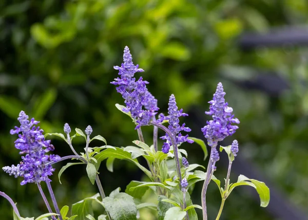 Primer Plano Flores Skullcaps Púrpura Jardín Con Verde Borroso Fondo — Foto de Stock