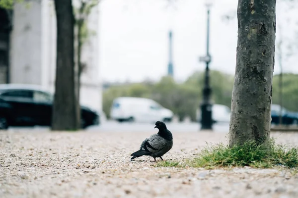 Tiro Perto Pombo Andando Pavimento — Fotografia de Stock