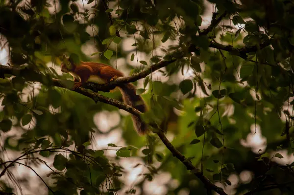 Selective Focus Brown Raccoon Climbing Tree — 图库照片