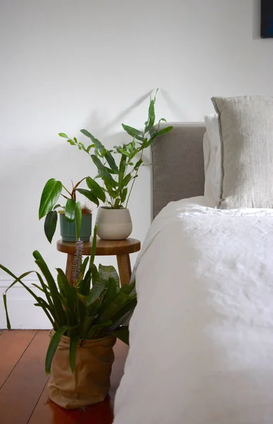 Una Toma Vertical Plantas Interior Cerca Cama Dormitorio —  Fotos de Stock