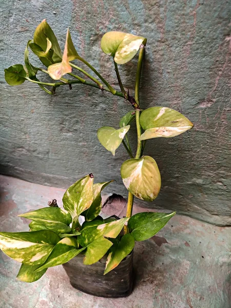 外に置かれたポットに美しい国内植物の垂直ショット — ストック写真
