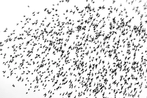 Flock Fåglar Flyger Högt Vit Molnig Himmel — Stockfoto