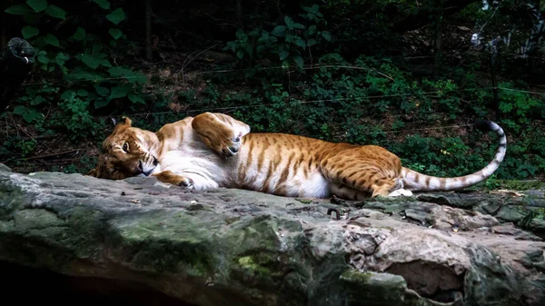 Seoul Corea Sur Mayo 2015 Tigre Adorable Durmiendo Las Rocas —  Fotos de Stock