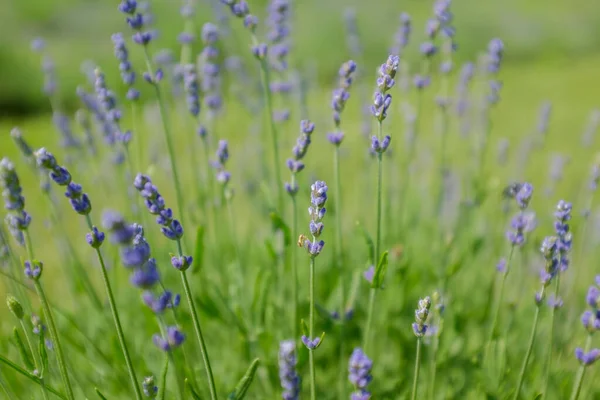 Mooie Engelse Lavendel Groeit Boerderij — Stockfoto