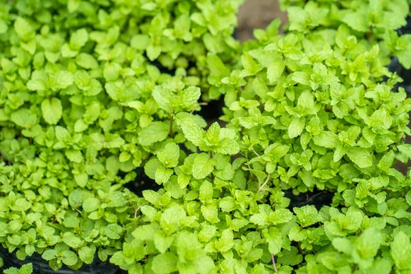 Primo Piano Crescita Menta Piperita — Foto Stock