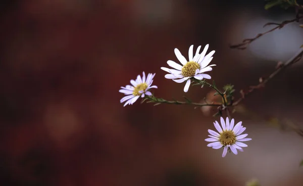 Mokp 2015年3月1日 背景がぼやけた美しいデイジーの花の選択的フォーカスショット — ストック写真