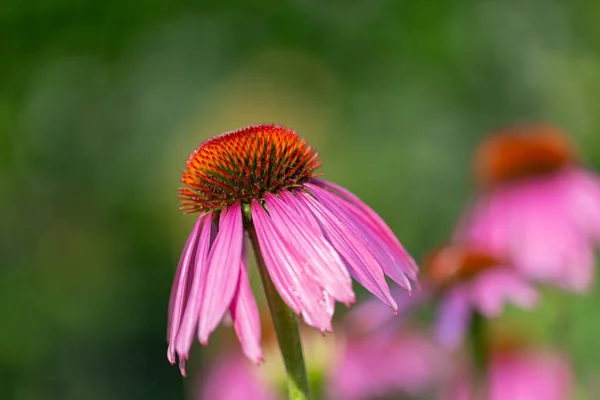 Gros Plan Une Fleur Échinacée Violette Poussant Dans Prairie — Photo