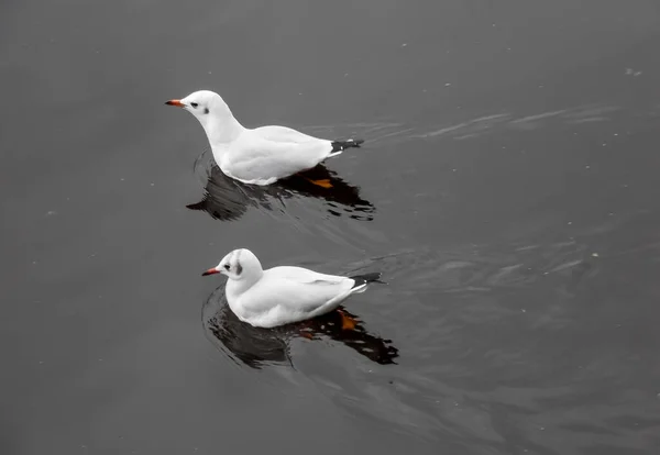 Duas Gaivotas Nadando Mar — Fotografia de Stock