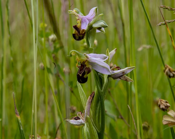 Primer Plano Ophrys Bombyliflora Flor Césped Verde Con Fondo Verde — Foto de Stock