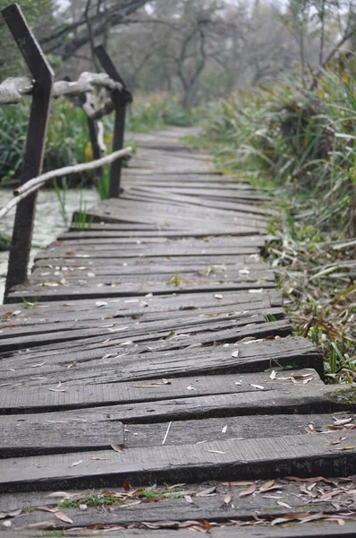 Uneven Path Made Wooden Planks Crossing Swamp Ecological Reserve Natural — Stock Photo, Image