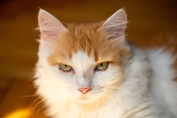 Detailní Záběr Roztomilé Nadýchané Kočky Zelenýma Očima Rozmazaném Pozadí — Stock fotografie