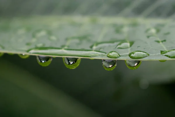 Tiro Foco Seletivo Uma Folha Verde Com Gotas Água — Fotografia de Stock