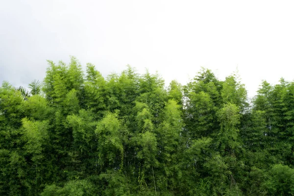 Den Blommande Vegetationen Skog — Stockfoto