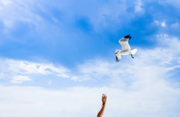 Mano Una Persona Tratando Alcanzar Gaviota Voladora Concepto Libertad — Foto de Stock