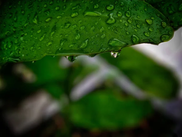 Zbliżenie Zielony Liść Rysunek Mokry Woda Krople — Zdjęcie stockowe
