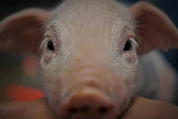 Gros Plan Cochon Domestique Sous Les Lumières Avec Fond Flou — Photo