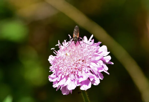Bir Tarlada Yetişen Mor Bir Çiçekten Polen Toplayan Bir Böcek — Stok fotoğraf