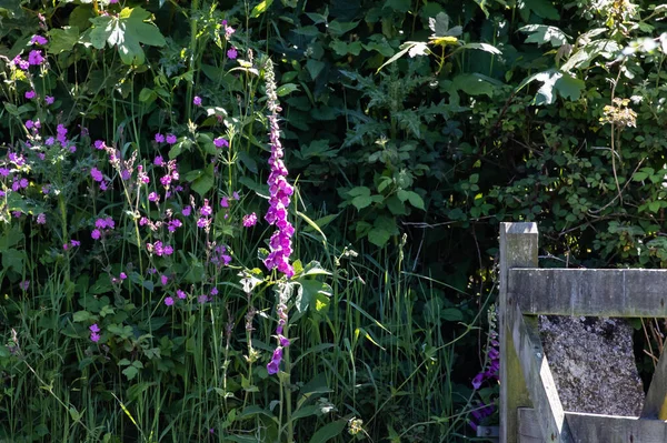 Eine Nahaufnahme Von Rosa Fingerhut Blüten Garten Einem Sonnigen Tag — Stockfoto