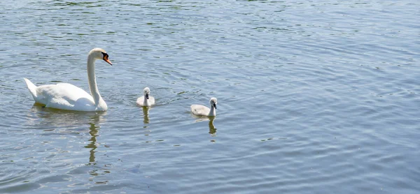 Una Bella Vista Cigno Genitore Due Cigni Neonati Che Nuotano — Foto Stock